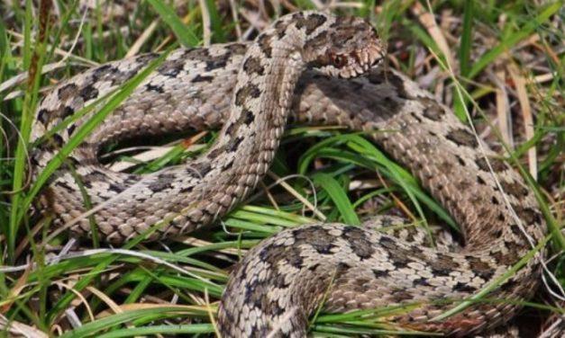 Обережно змії