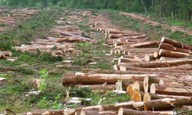 ​«33 квадратных метра» против 288 деревьев