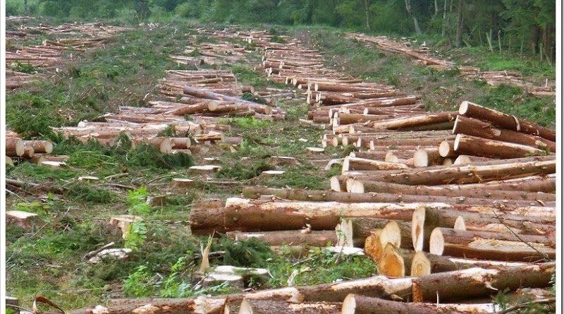 ​«33 квадратных метра» против 288 деревьев