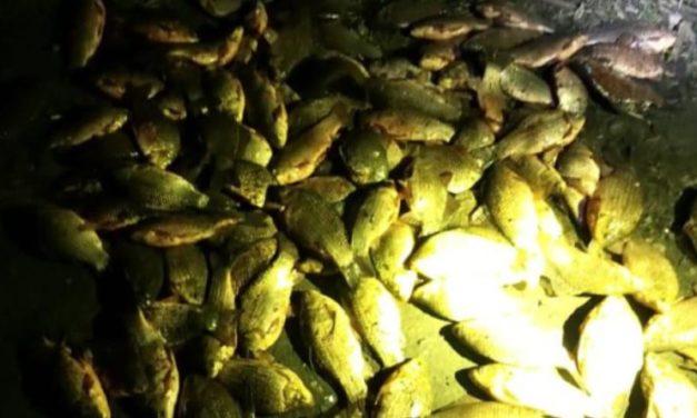 Павлоградські поліцейські вилучили у рибалки-порушника незаконний улов