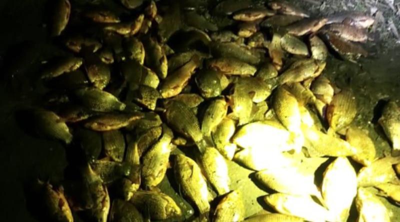 Павлоградські поліцейські вилучили у рибалки-порушника незаконний улов