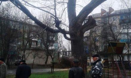 Чому заважають дерева в Павлограді