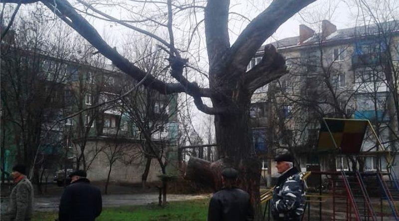 Чому заважають дерева в Павлограді