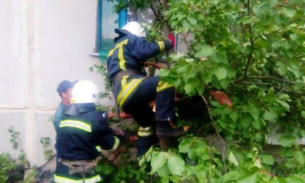 Парень выпал с балкона и застрял на дереве