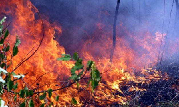 Друге місце в Україні за кількістю лісових пожеж займає Дніпропетровщина