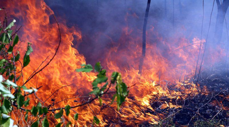 Друге місце в Україні за кількістю лісових пожеж займає Дніпропетровщина