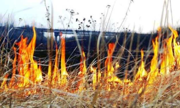 Правительство хочет в разы увеличить штрафы за сжигание листьев и травы