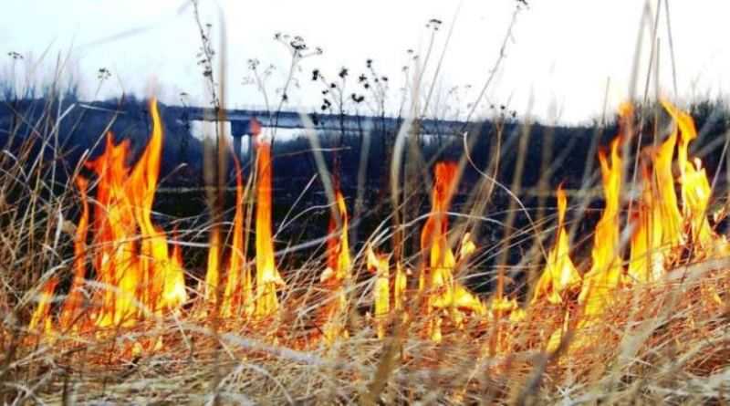 Правительство хочет в разы увеличить штрафы за сжигание листьев и травы