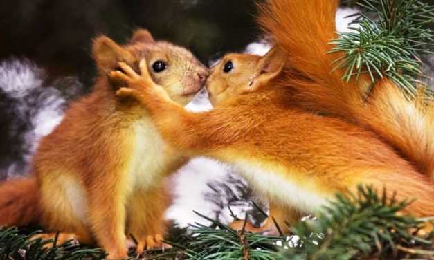 «Сезон тиші» в лісах триватиме до 15 червня