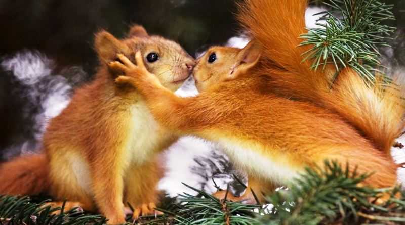 «Сезон тиші» в лісах триватиме до 15 червня