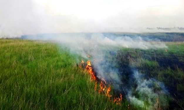 В Павлоградському районі ліквідовують займання в екосистемах