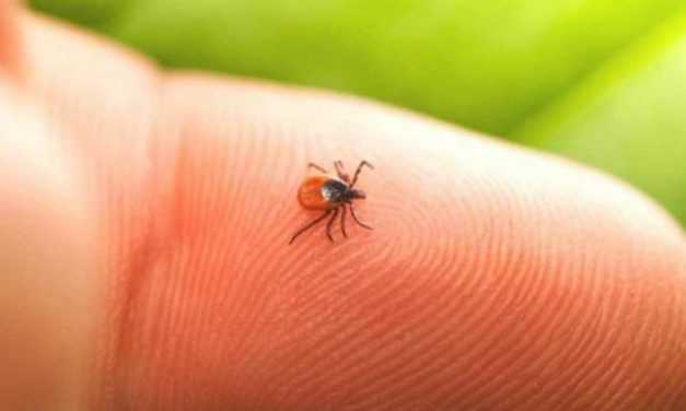 Как уберечься от укусов клещей