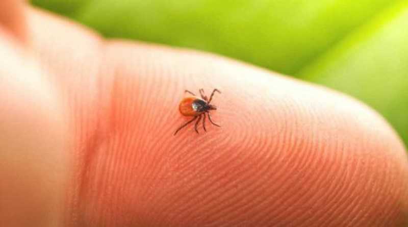 Как уберечься от укусов клещей