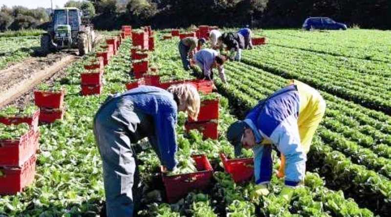 Без украинских работников в Польше будет катастрофа