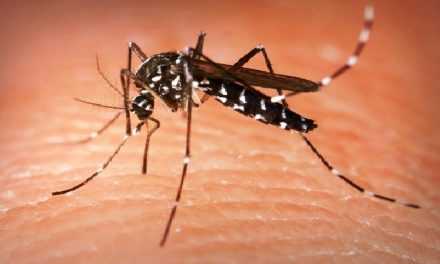 Переносят ли насекомые коронавирус?