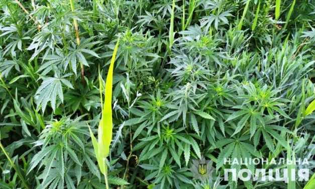 Виявлено більше 15 тисяч конопель на суму понад 2 млн гривень