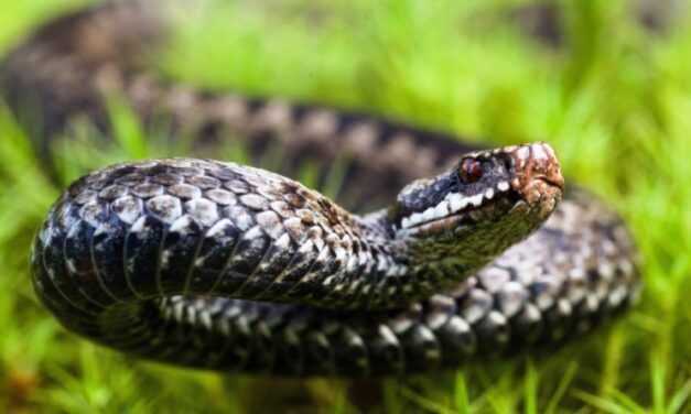 Как уберечься от укуса гадюки