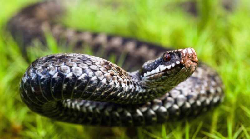 Как уберечься от укуса гадюки