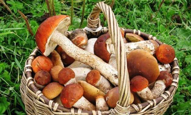 Незнайомі гриби – не чіпайте