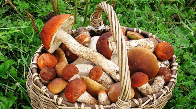 Незнайомі гриби – не чіпайте