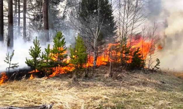 В Дніпропетровській області заборонили відвідувати ліси