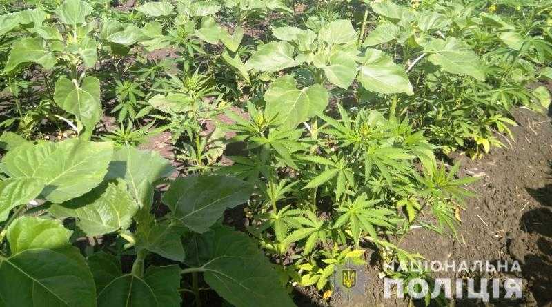 Операції «Мак» поліцейські знищили понад 7 тис. рослин конопель