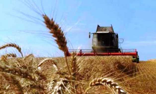 На Днепропетровщине собрали уже более 2,7 млн тонн зерна
