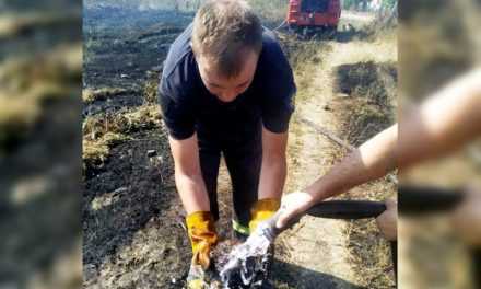 В Павлограде спасатели уберегли от огня ежика