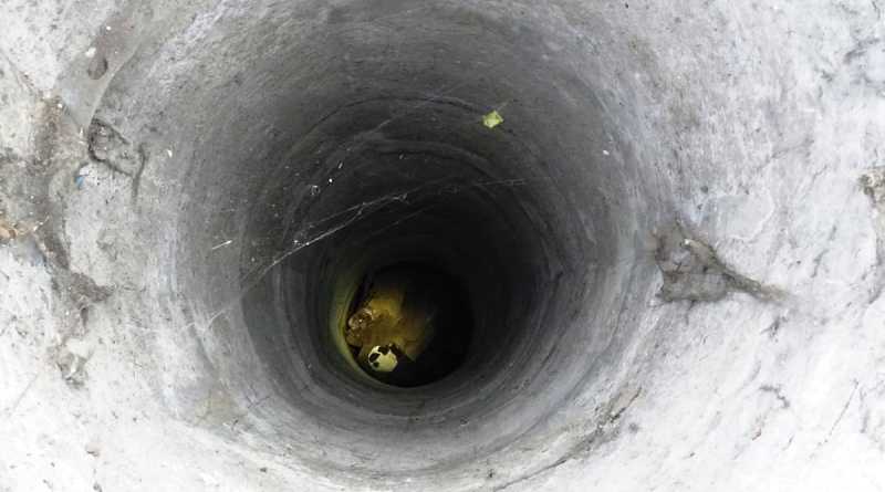 Павлоградские МЧСники спасли щенка из девяти метрового колодца (ВИДЕО)