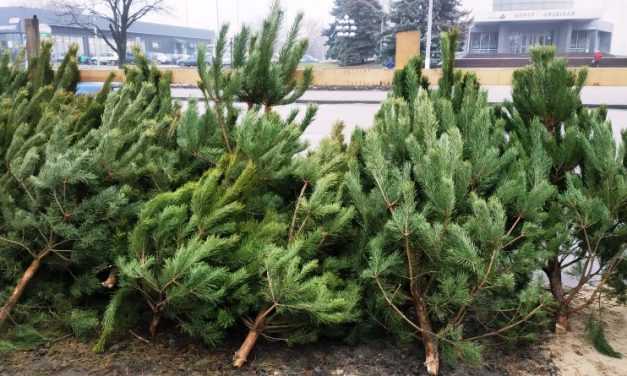 Где и за сколько можно будет купить новогоднюю ёлку в Павлограде?