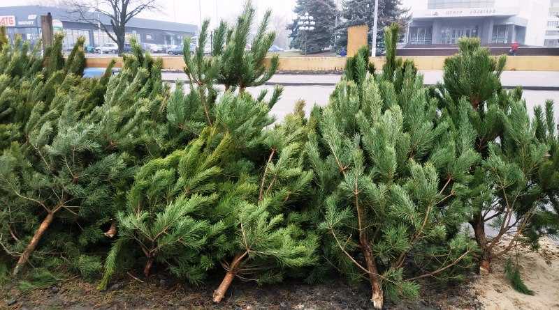 Где и за сколько можно будет купить новогоднюю ёлку в Павлограде?