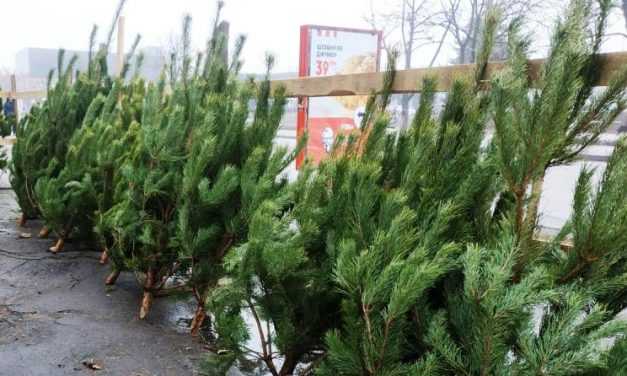 Где павлоградцы смогут купить живые ёлки к празднику?