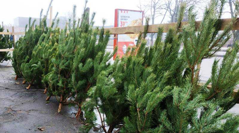 Где павлоградцы смогут купить живые ёлки к празднику?