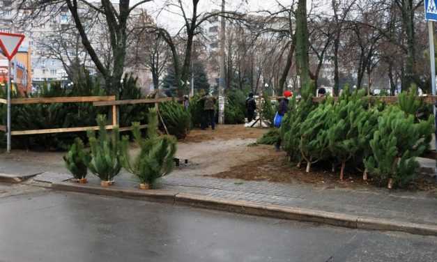 В Павлограде начали продажу ёлок: сколько стоит главный атрибут Нового года?