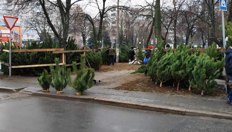 В Павлограде начали продажу ёлок: сколько стоит главный атрибут Нового года?