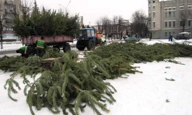 Главную ёлку Павлограда съедят дикие животные из заповедника Павлоградского химического завода
