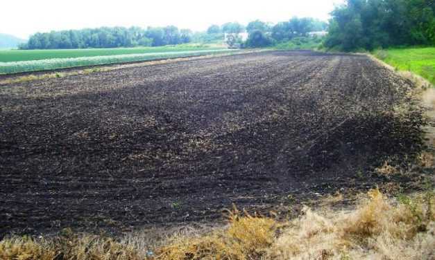 Черноземы Днепропетровщины – одни из самых дорогих в Украине: сколько стоит в регионе гектар земли