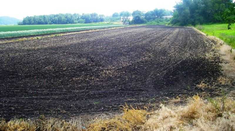 Черноземы Днепропетровщины – одни из самых дорогих в Украине: сколько стоит в регионе гектар земли