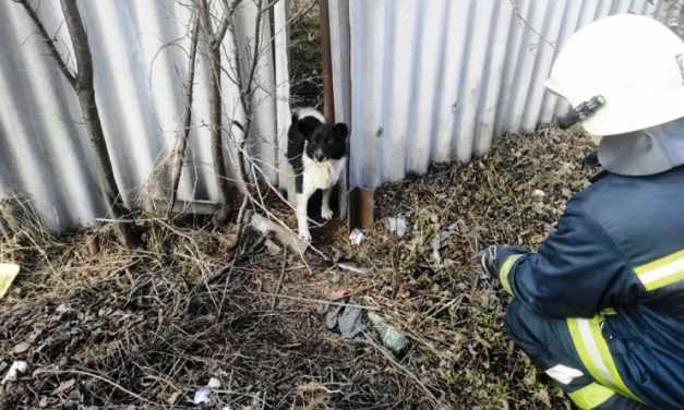 Павлоградские спасатели оказали помощь беспомощному животному