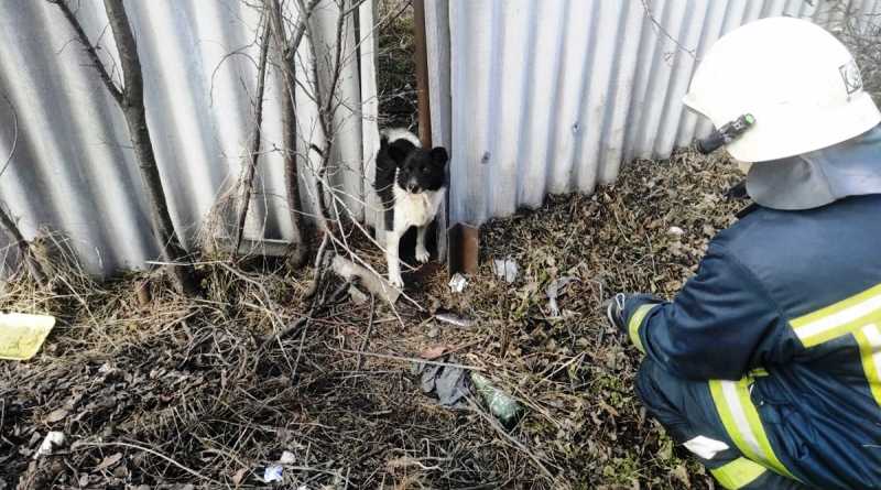 Павлоградские спасатели оказали помощь беспомощному животному