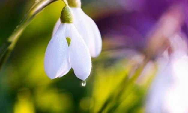 Жителям Днепропетровщины напомнили: за сбор и продажу первоцветов будут штрафовать