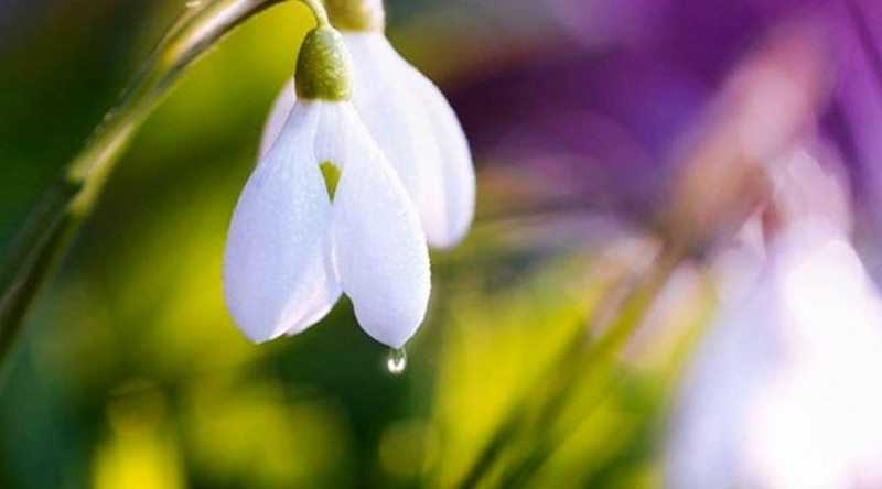 Жителям Днепропетровщины напомнили: за сбор и продажу первоцветов будут штрафовать