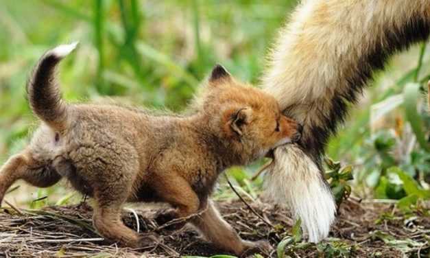 Жителей Днепропетровщины просят не шуметь в лесах