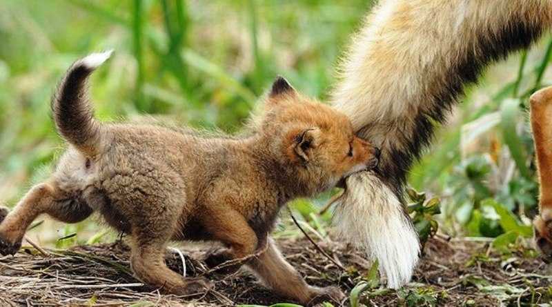 Жителей Днепропетровщины просят не шуметь в лесах