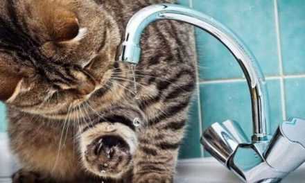 Жители Павлограда останутся без воды из-за долгов водоканала