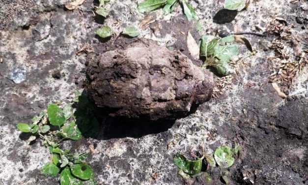 В Павлограде обнаружили устаревшую гранату Ф-1