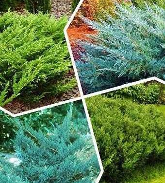 Можжевельник – украшение сада