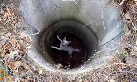 В Павлограде спасатели освободили четырехлапого, упавшего в люк