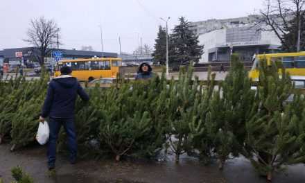 В Павлограде открылись ёлочные базары: сколько стоит лесная красавица?