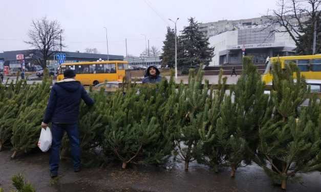 В Павлограде открылись ёлочные базары: сколько стоит лесная красавица?